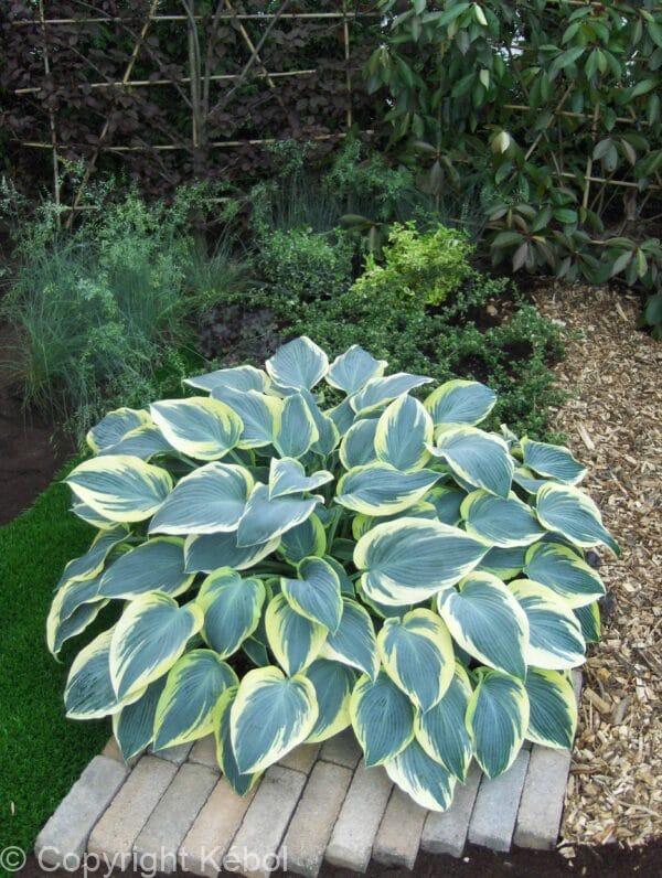 Hosta First Frost