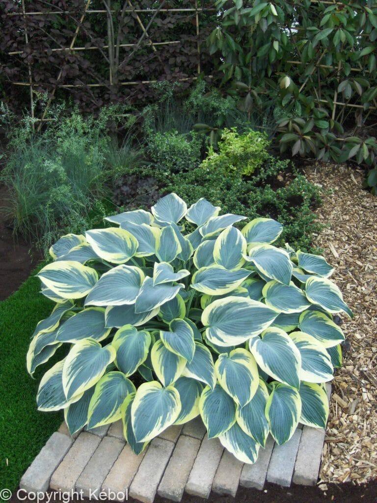 Hosta First Frost