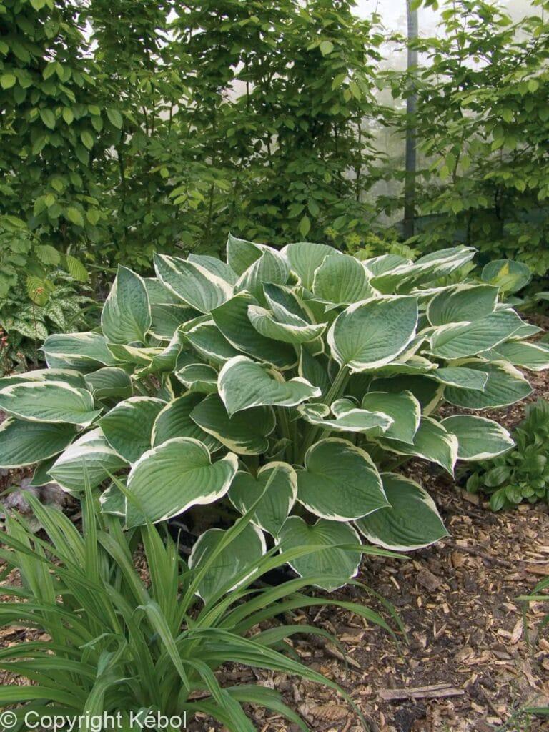 Hosta Francee
