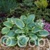 Hosta Frances Williams