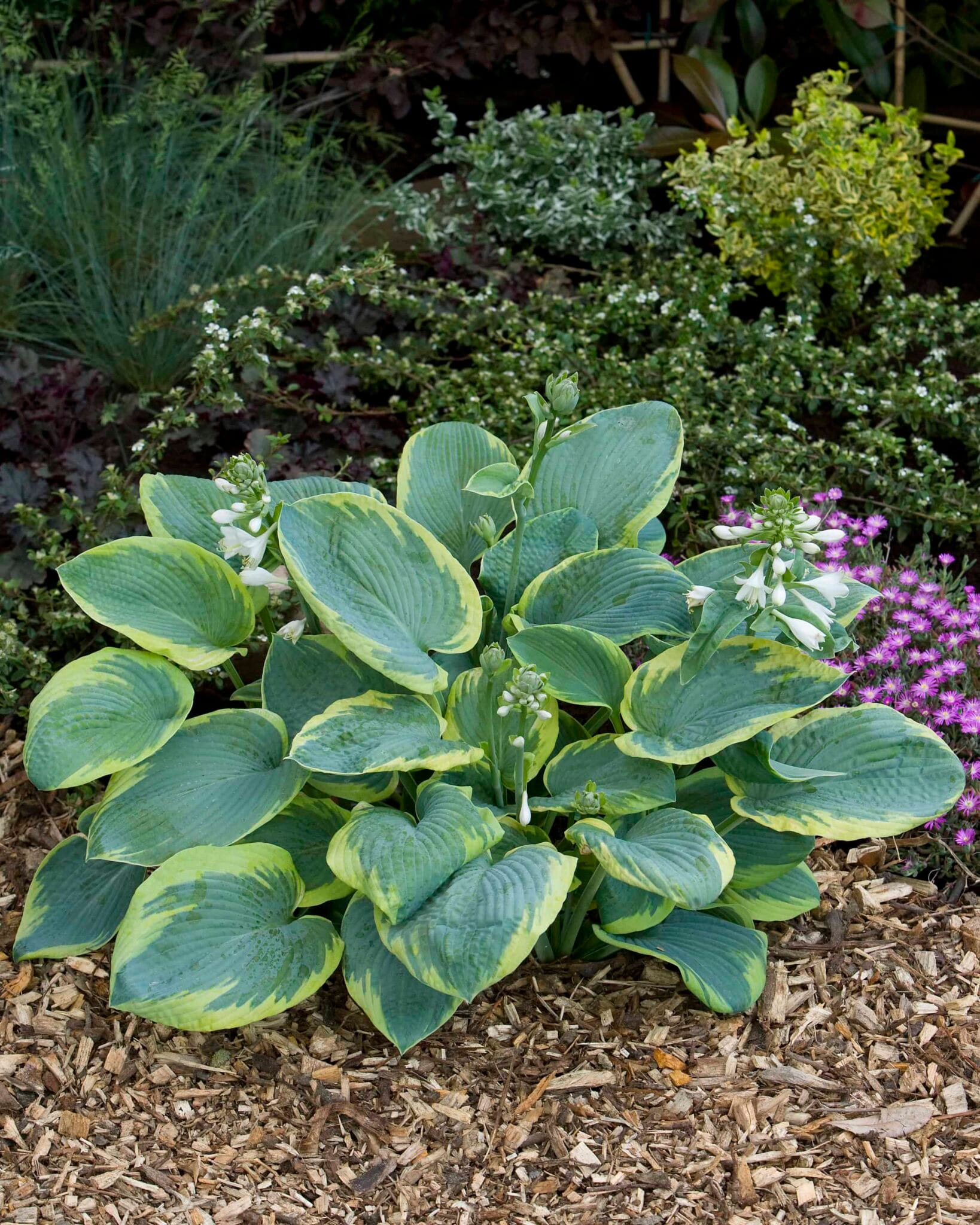 Hosta Frances Williams