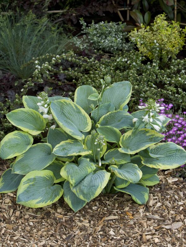 Hosta Frances Williams