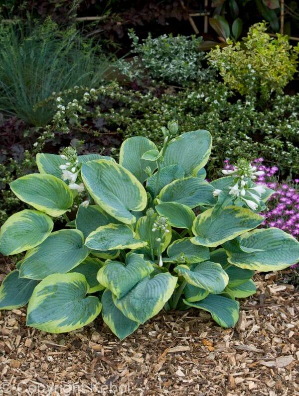 Hosta Frances Williams