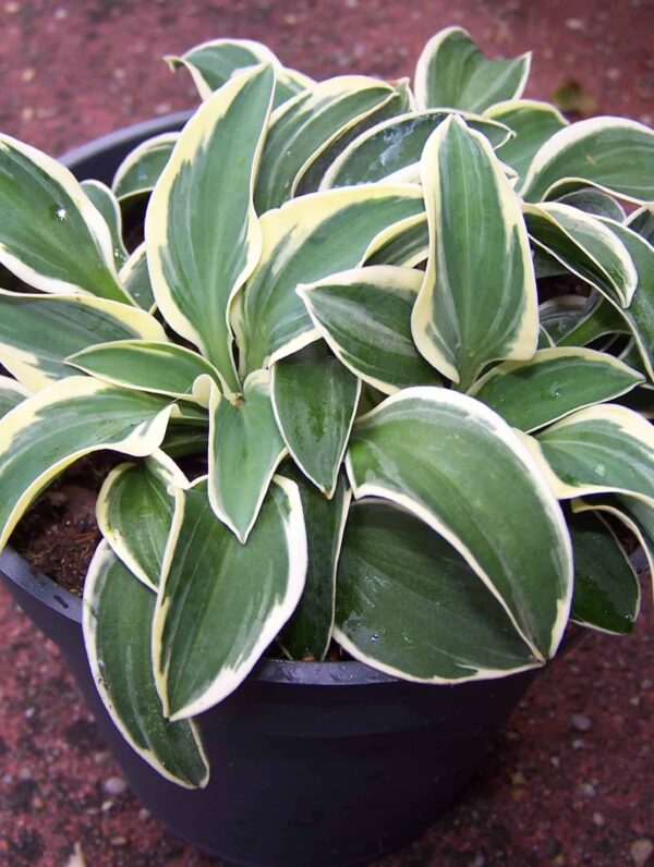 Hosta Funny Mouse