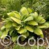 Hosta Gold Standard