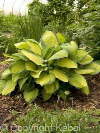 Hosta Gold Standard - bag