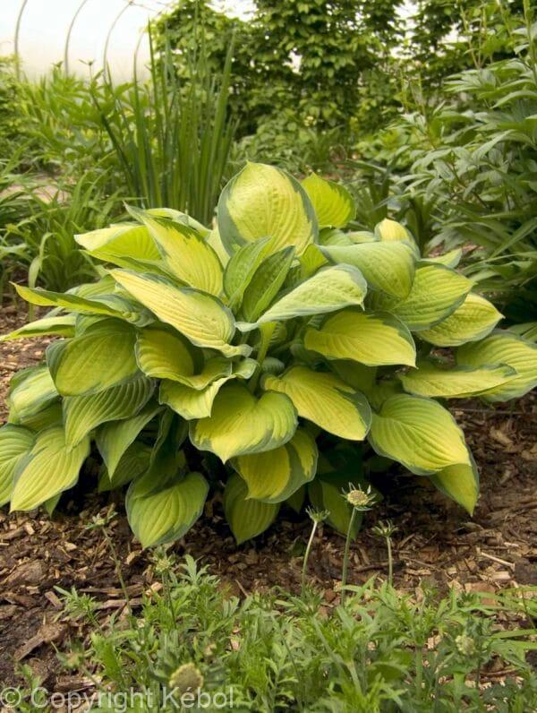 Hosta Gold Standard