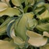 Hosta Gravity Rocks