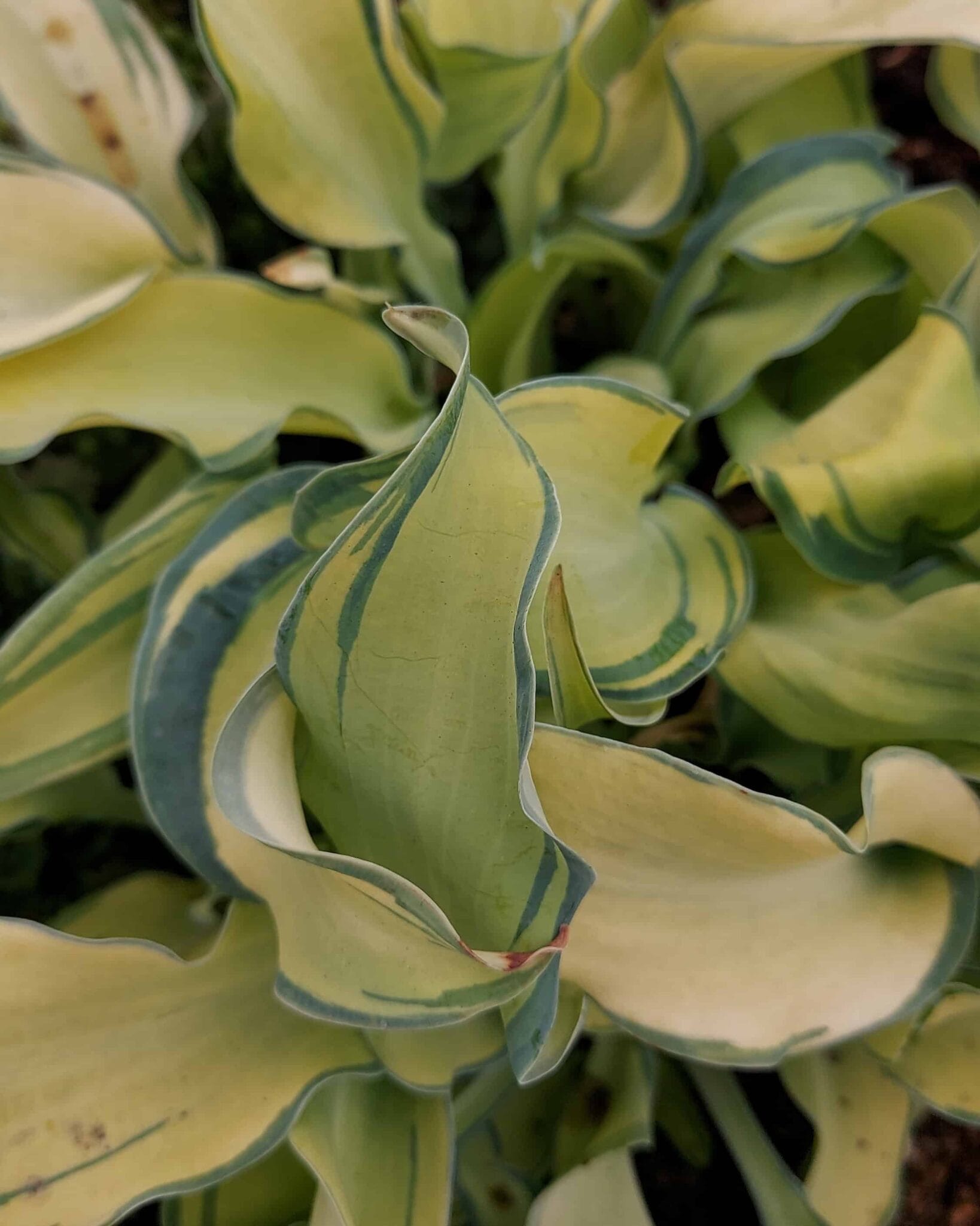 Hosta Gravity Rocks