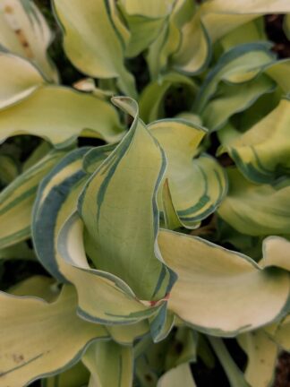 Hosta Gravity Rocks