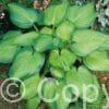 Hosta Guacamole