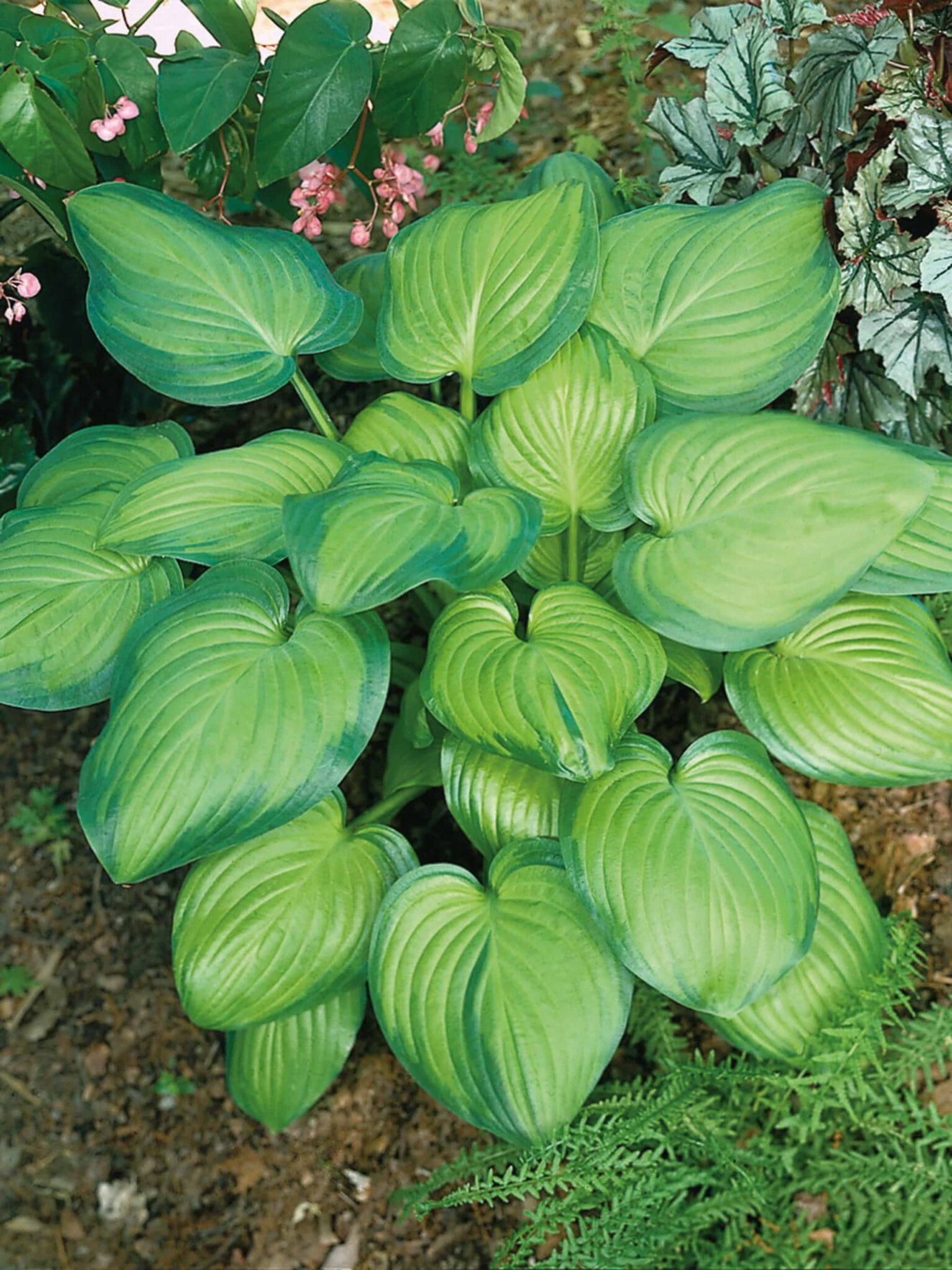 Hosta Guacamole