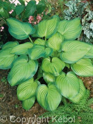 Hosta Guacamole - bag