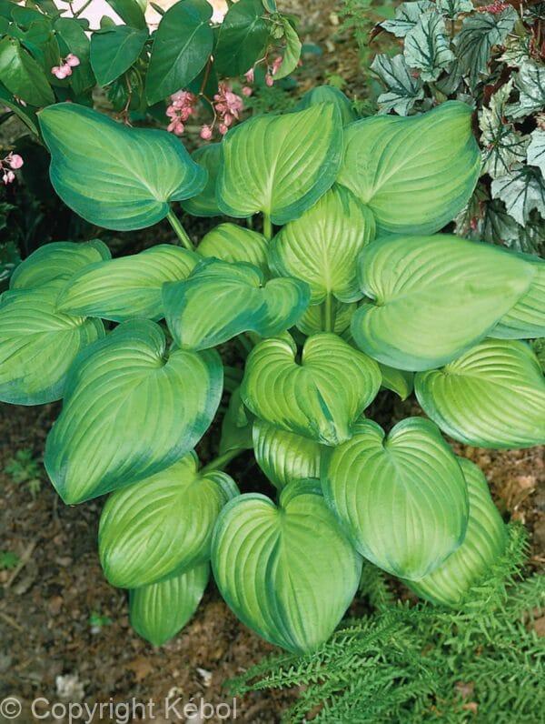 Hosta Guacamole