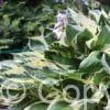 Hosta Independence PBR