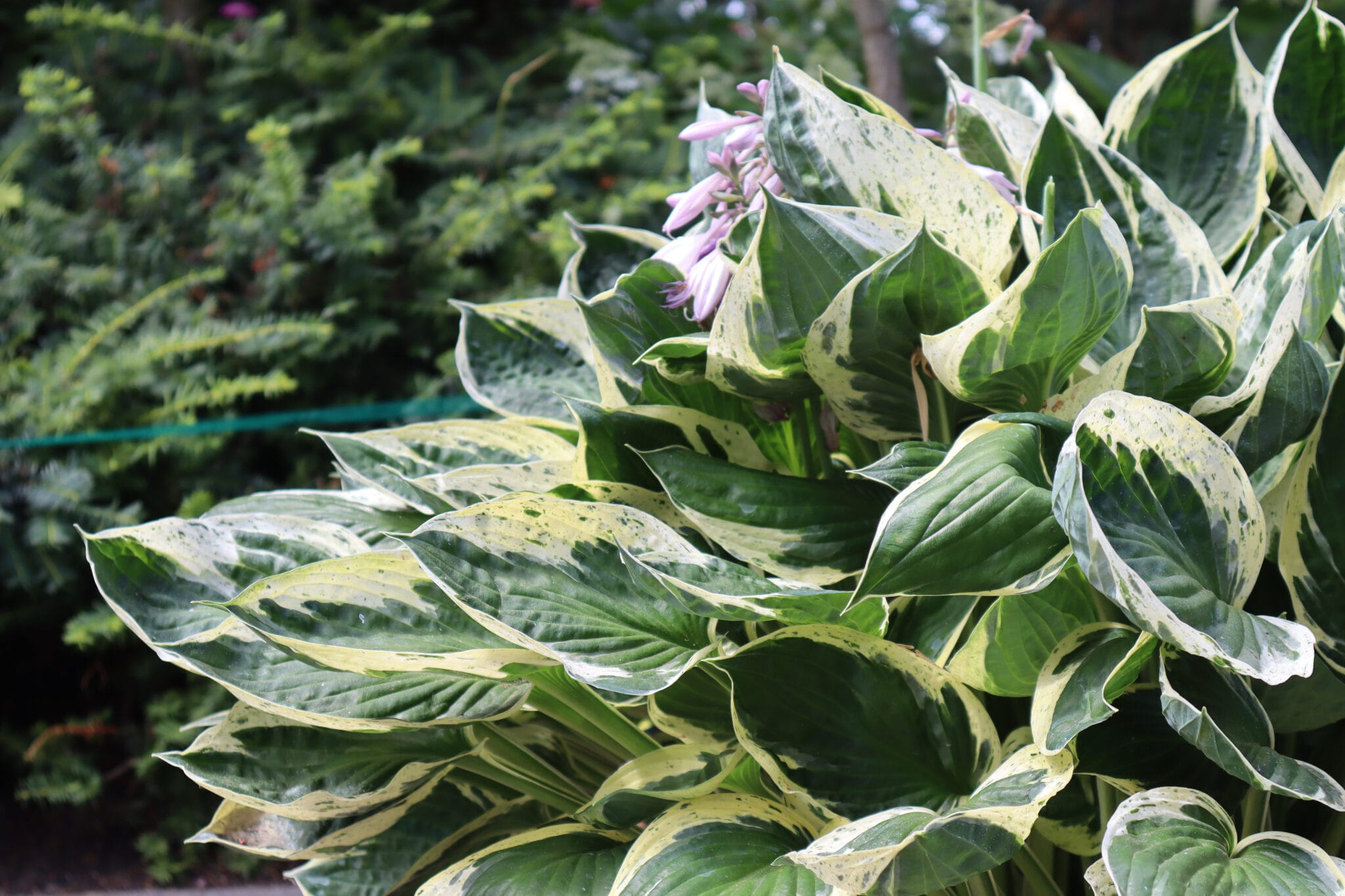 Hosta Independence PBR