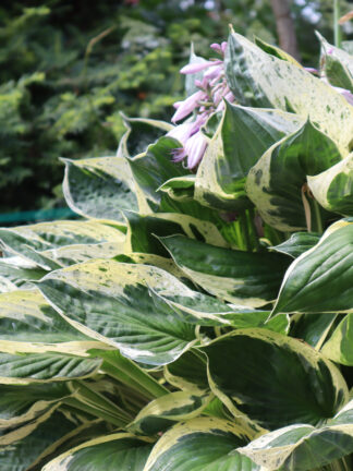 Hosta Independence