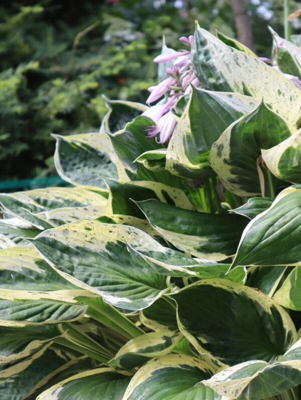 Hosta Independence