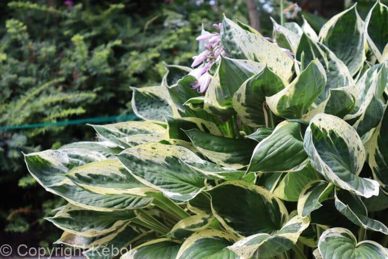 Hosta Independence PBR