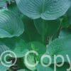 Hosta Jurassic Park