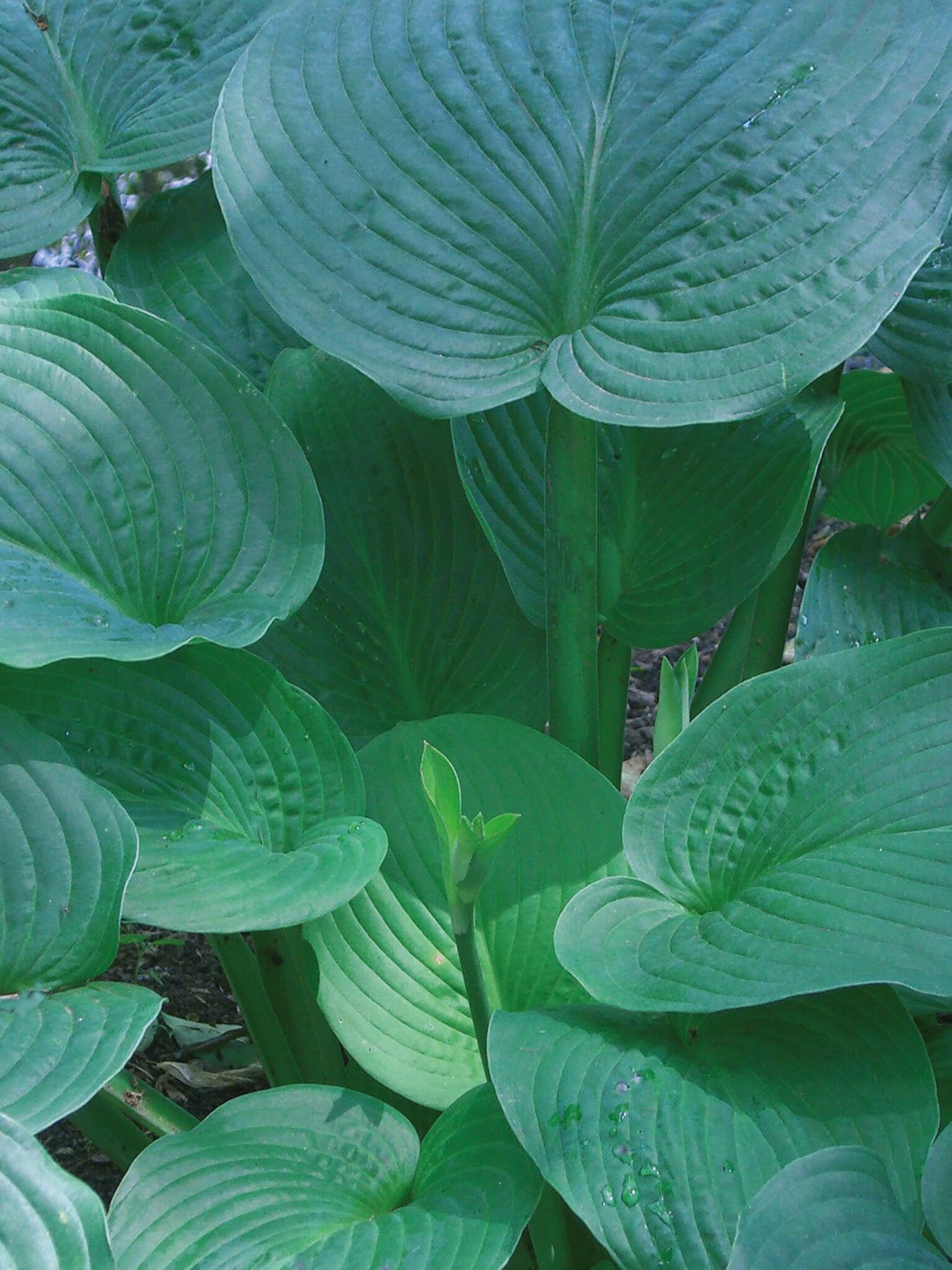 Hosta Jurassic Park