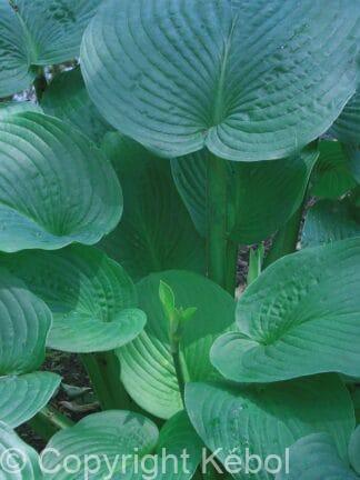 Hosta Jurassic Park - bag