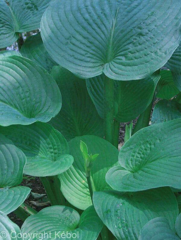 Hosta Jurassic Park