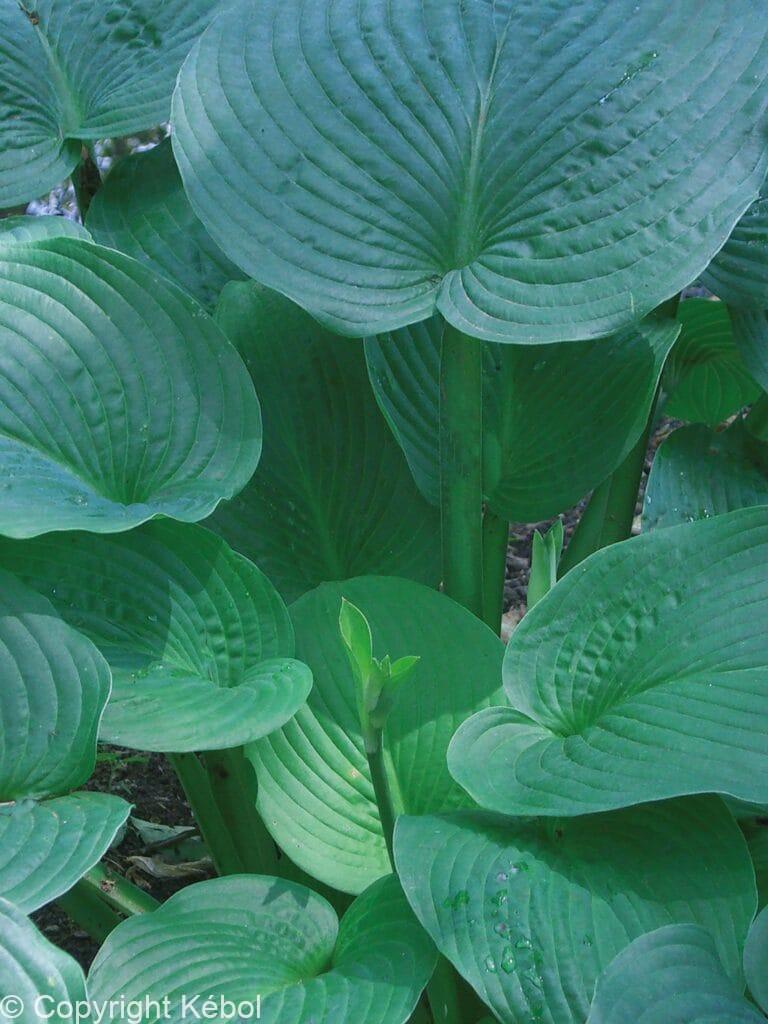 Hosta Jurassic Park