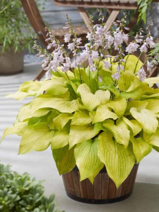 Hosta Ki Ren Jyaku - bag