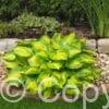 Hosta Lakeside Banana Bay