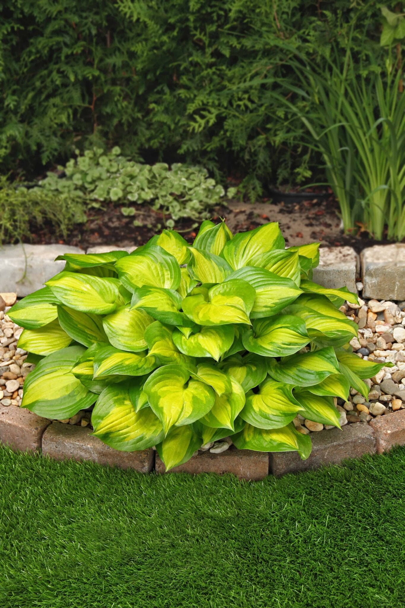 Hosta Lakeside Banana Bay