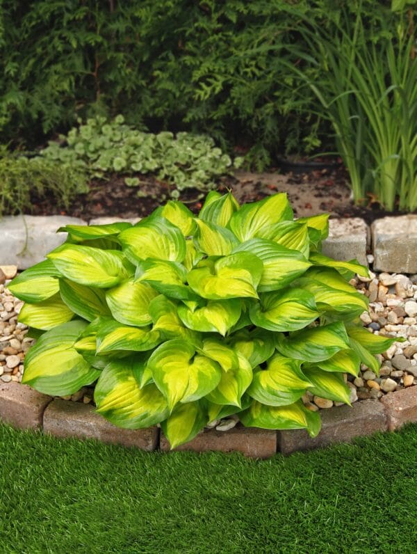 Hosta Lakeside Banana Bay - case