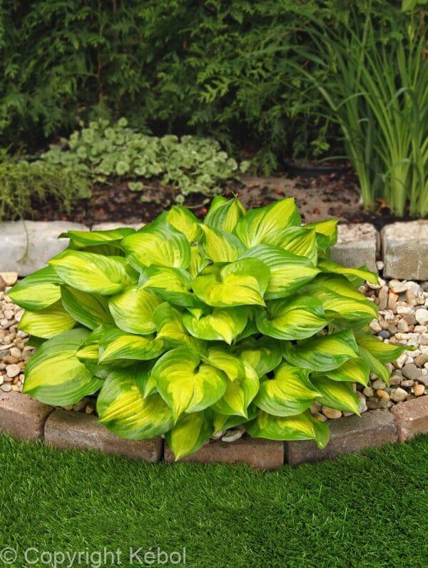 Hosta Lakeside Banana Bay