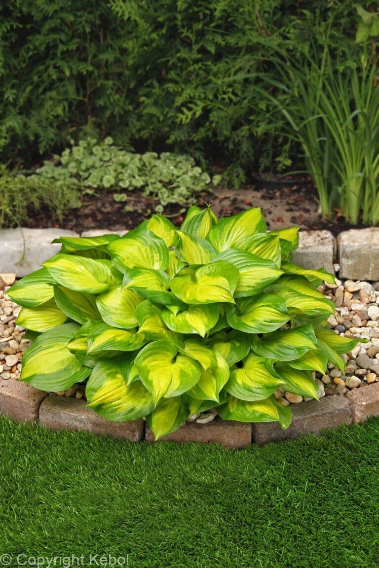 Hosta Lakeside Banana Bay