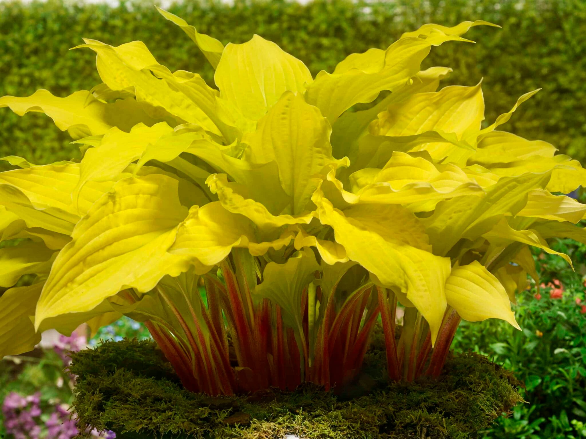 Hosta Lipstick Blonde