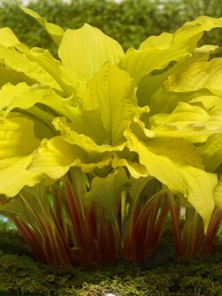 Hosta Lipstick Blonde - bag