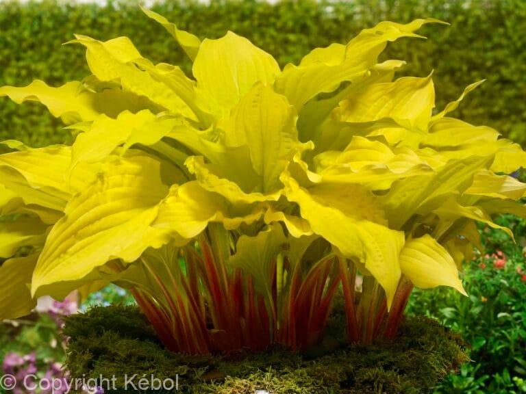 Hosta Lipstick Blonde