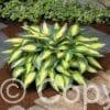Hosta Magic Island