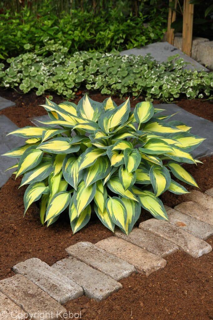 Hosta Magic Island - bag - Kébol