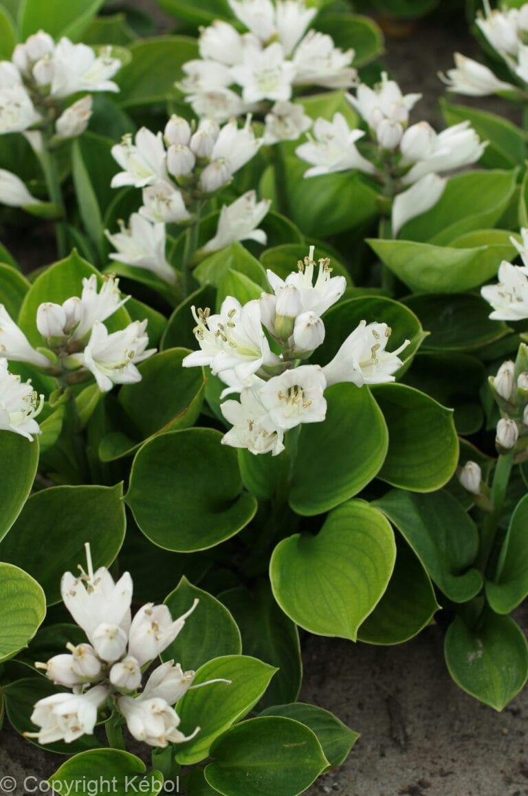Hosta Monsters Ears