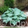 Hosta MoonLight Sonata