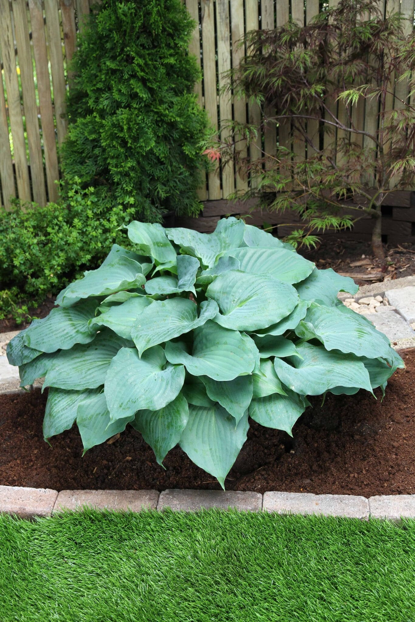 Hosta MoonLight Sonata