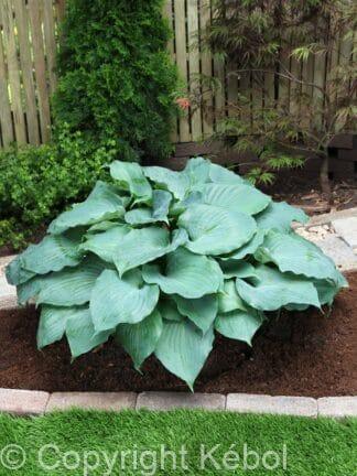 Hosta Moonlight Sonata - bag