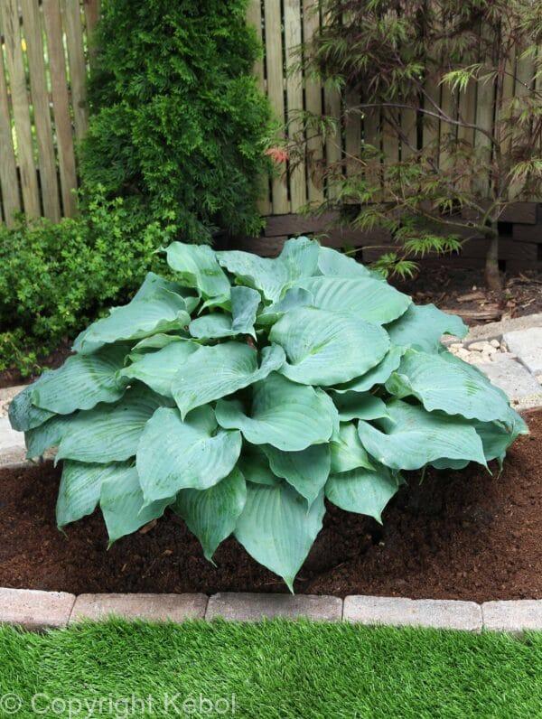 Hosta MoonLight Sonata