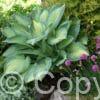 Hosta Paul's Glory