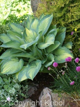Hosta Paul's Glory - case