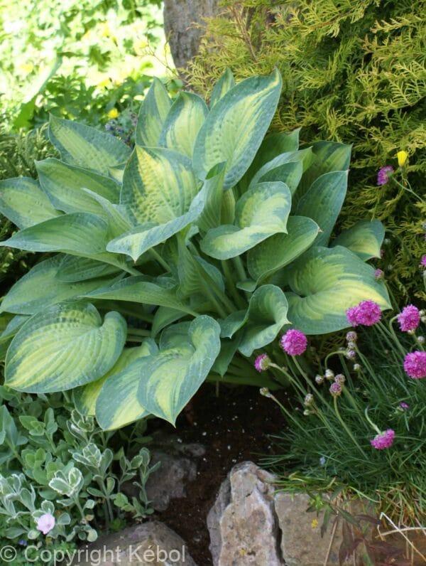 Hosta Paul's Glory