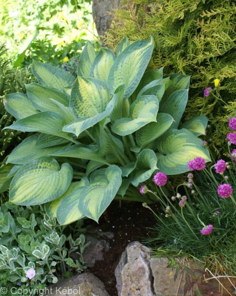 Hosta Paul's Glory