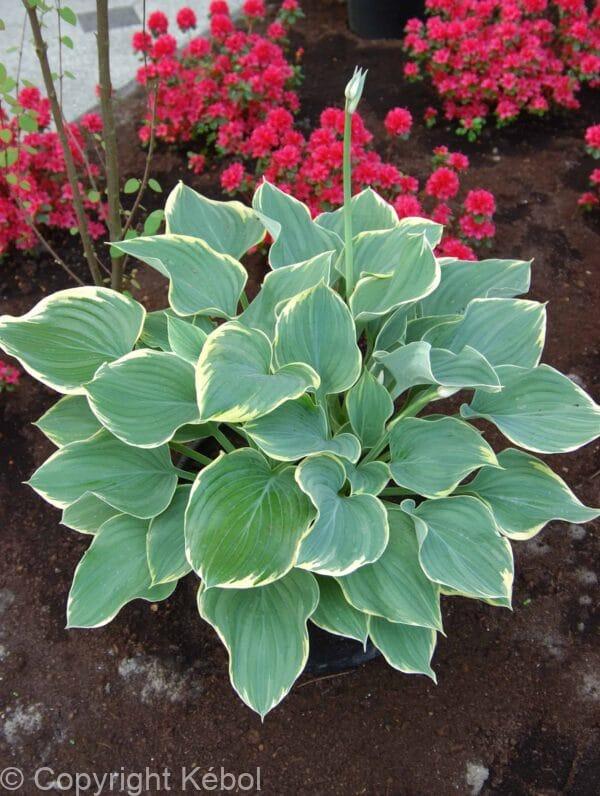 Hosta Sagae