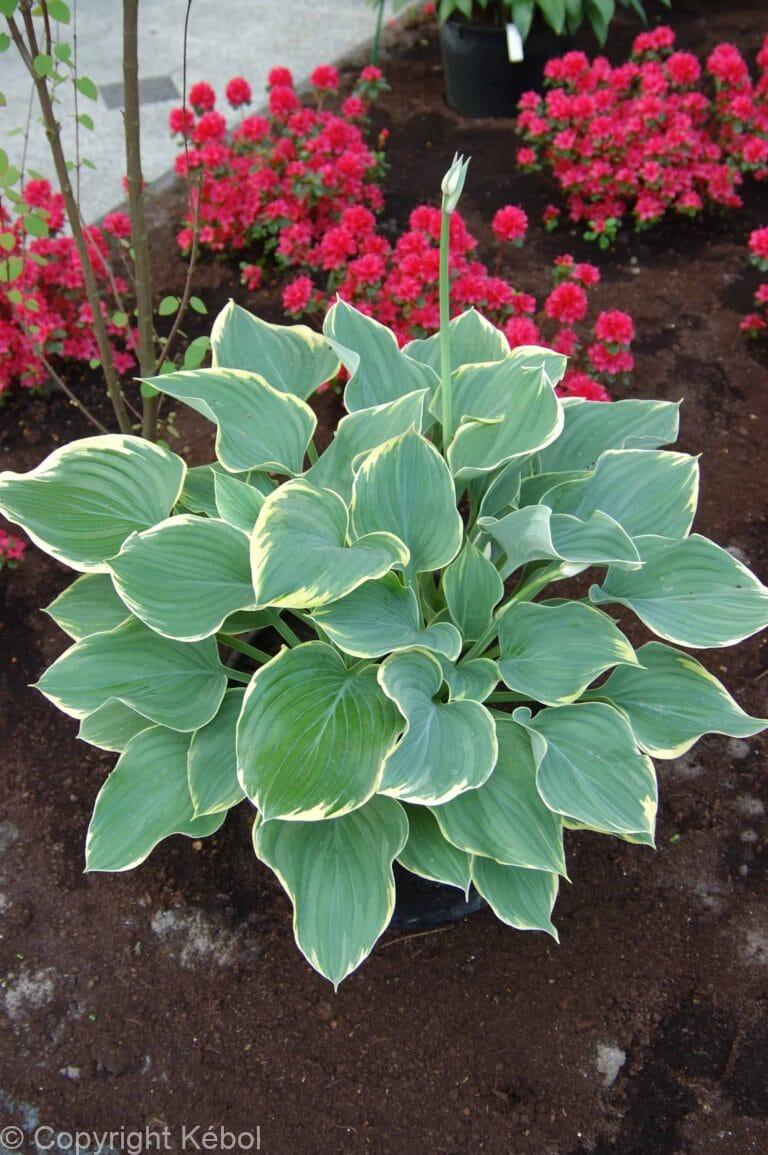 Hosta Sagae